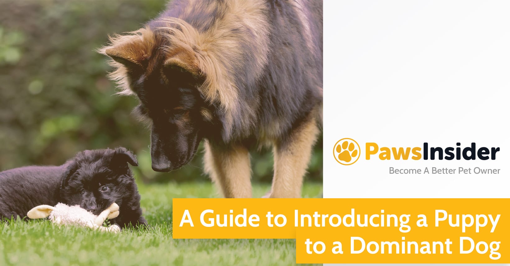 How To Introduce A Puppy To A Dominant Dog Full Guide // Paws Insider