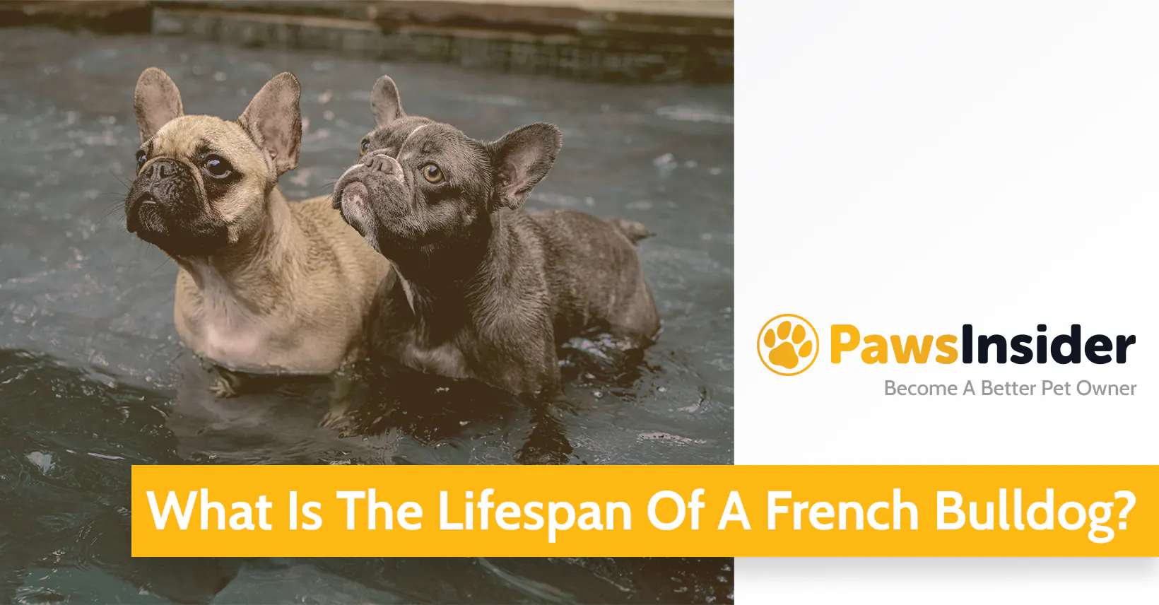 How Long Do French Bulldogs Live? Average Lifespan & More Paws Insider