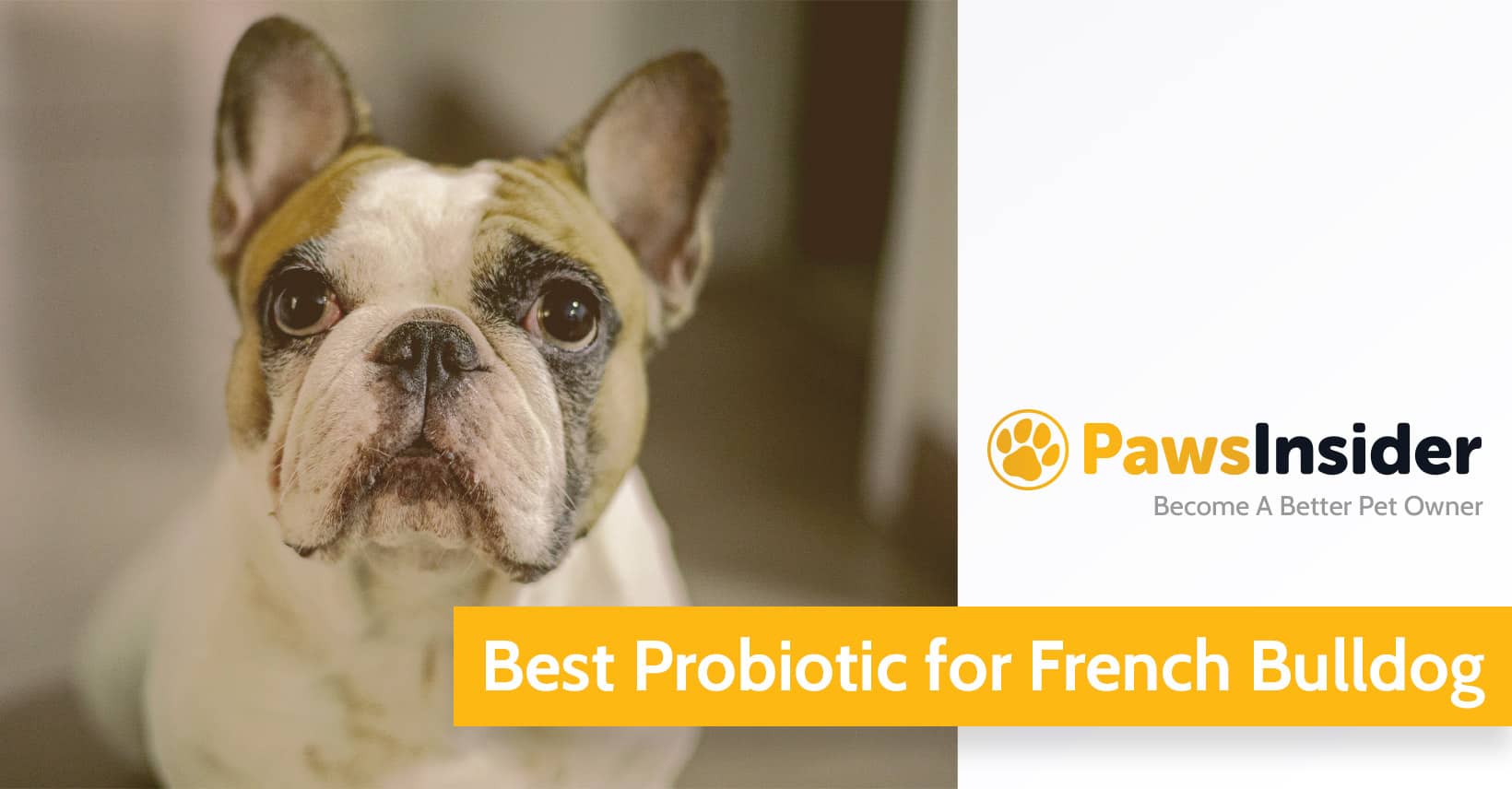 Best Probiotic For French Bulldog Top 5 Picks For 2024 Paws Insider