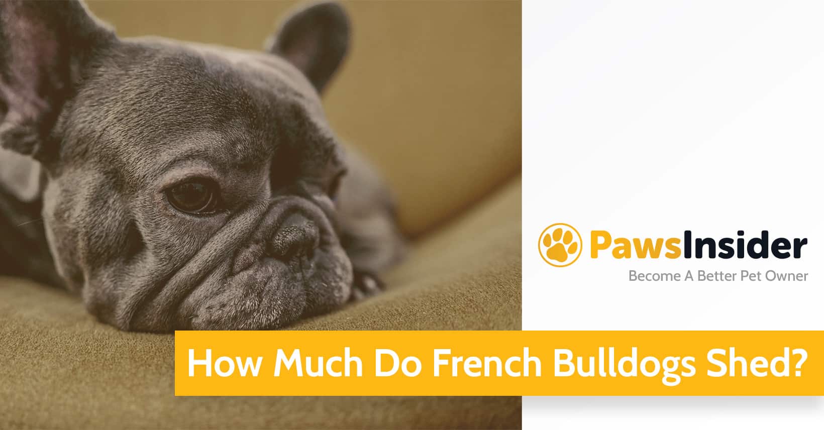 How Much Do French Bulldogs Shed? Guide, Prevention & Solutions Paws Insider