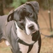 Pitbull Dog With Harness Cute Head Tilt