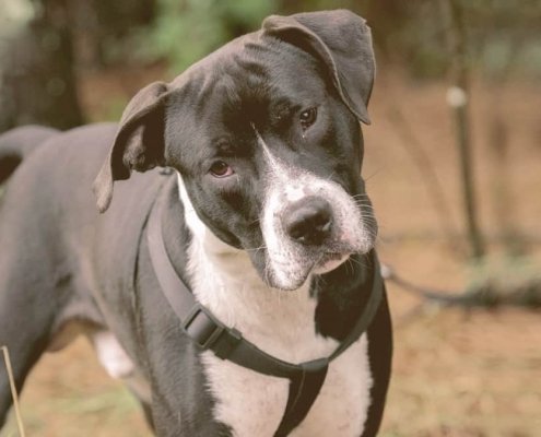 Pitbull Dog With Harness Cute Head Tilt