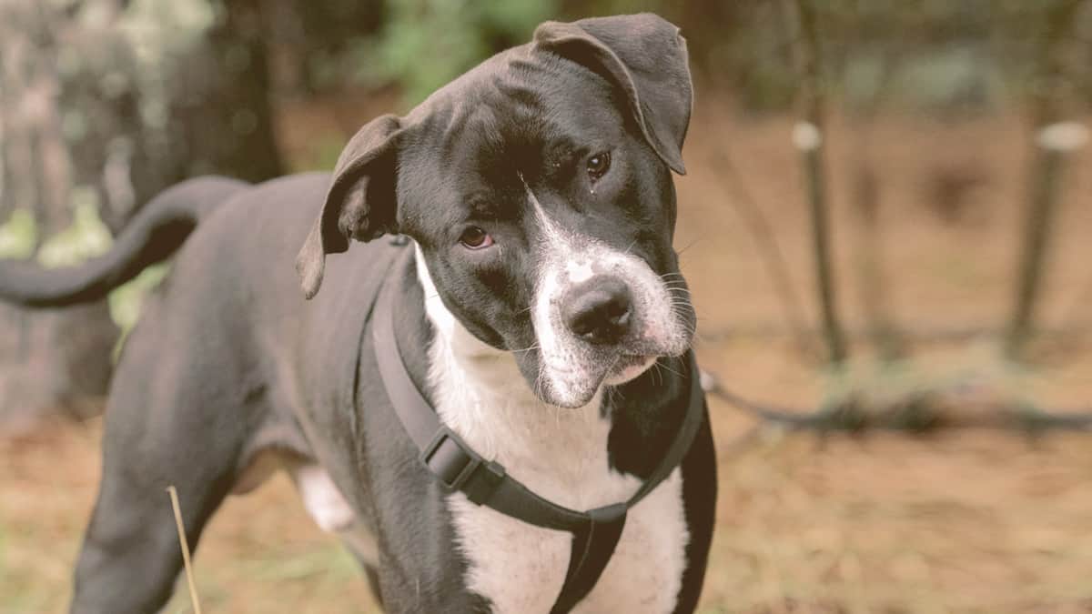Pitbull Dog With Harness Cute Head Tilt