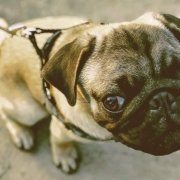A Pug dog looking at you with soft eyes