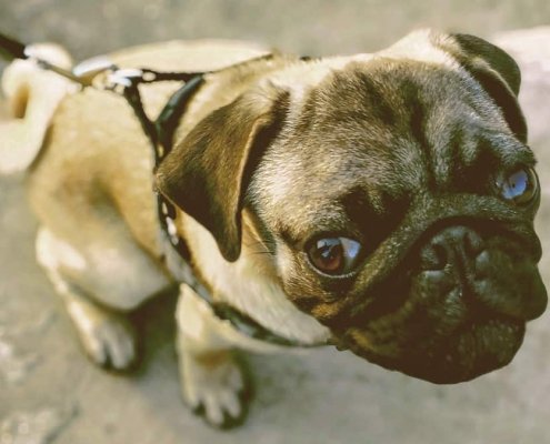 A Pug dog looking at you with soft eyes