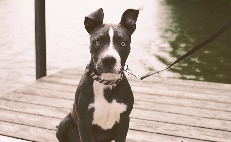 Pitbull dog in a leash staring