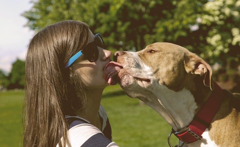 Pitbull dog kissing the girl