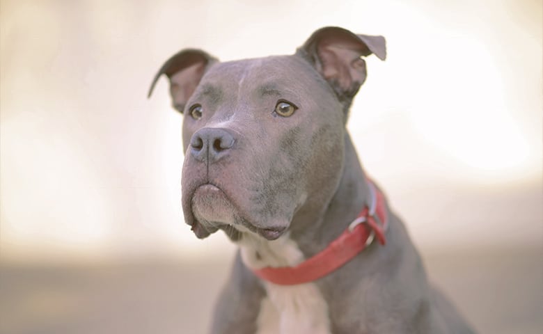 A pitbull dog staring