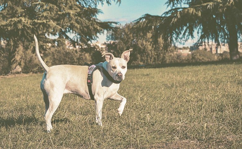 Dog walking around in a field