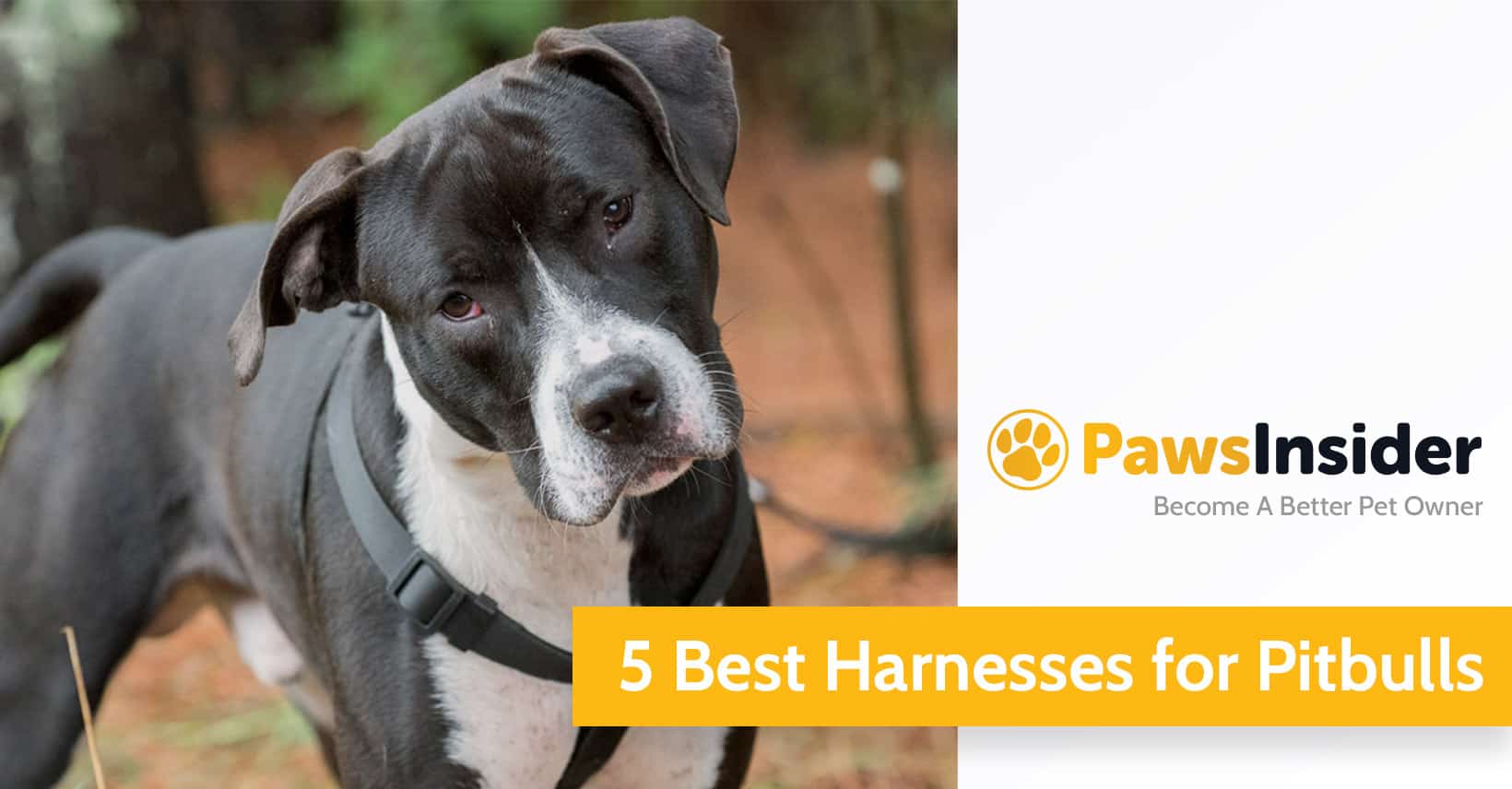 5 Best Harnesses For Pitbulls (2024 Edition)