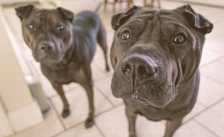 Two Pitbull dog looking