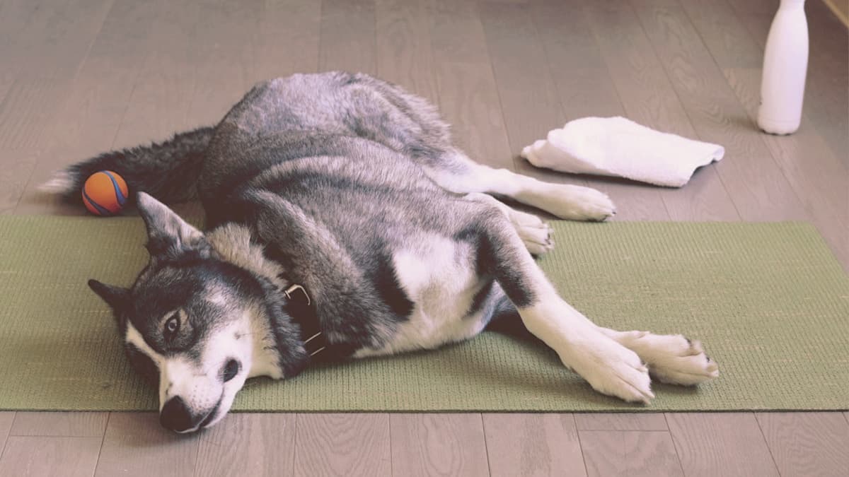 Husky laying on the floor