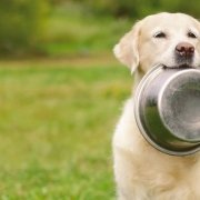 Golden Retriever holding in his mouth a bowl