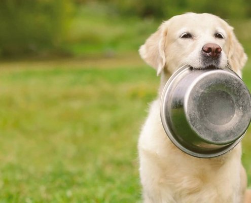 Golden Retriever holding in his mouth a bowl