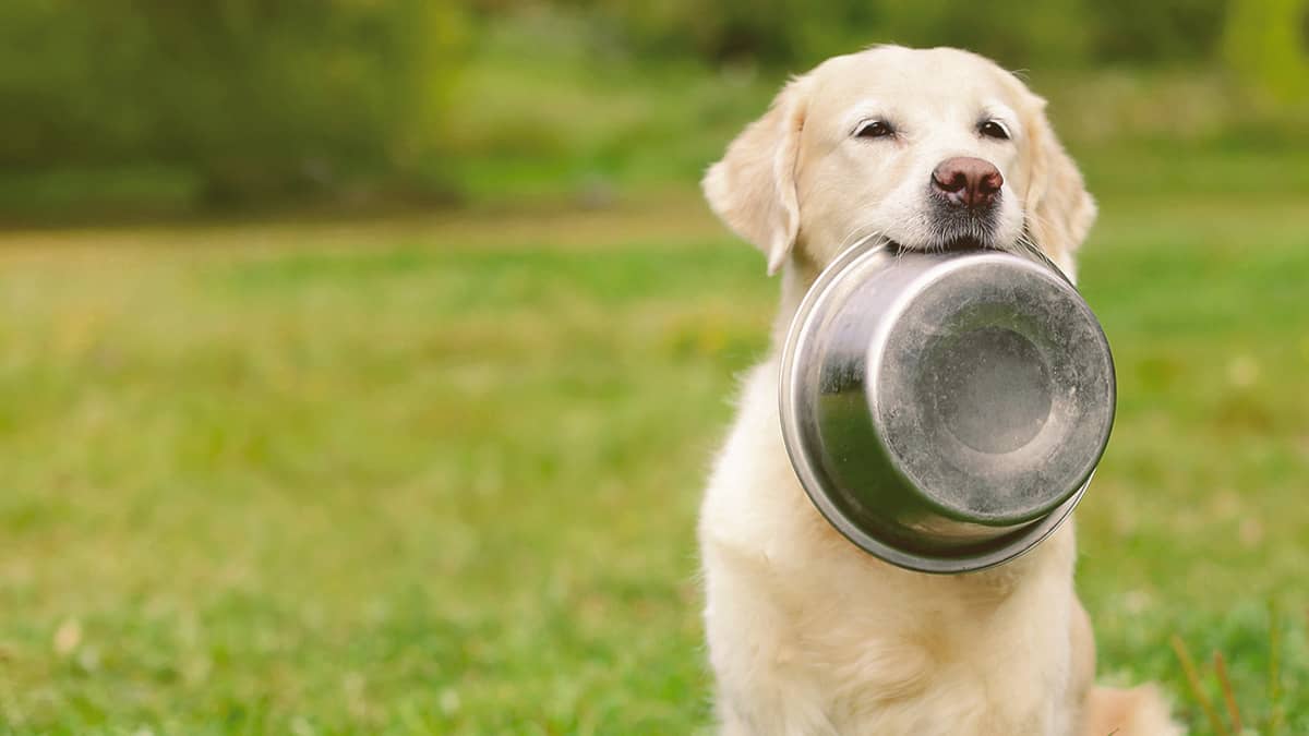 Golden Retriever holding in his mouth a bowl