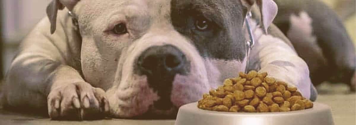 5 Best Dog Foods For Pitbulls To Gain Weight 2021 Edition