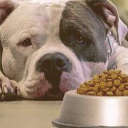 pitbull laying down looking at bowl of food