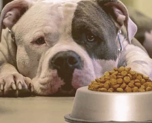 pitbull laying down looking at bowl of food
