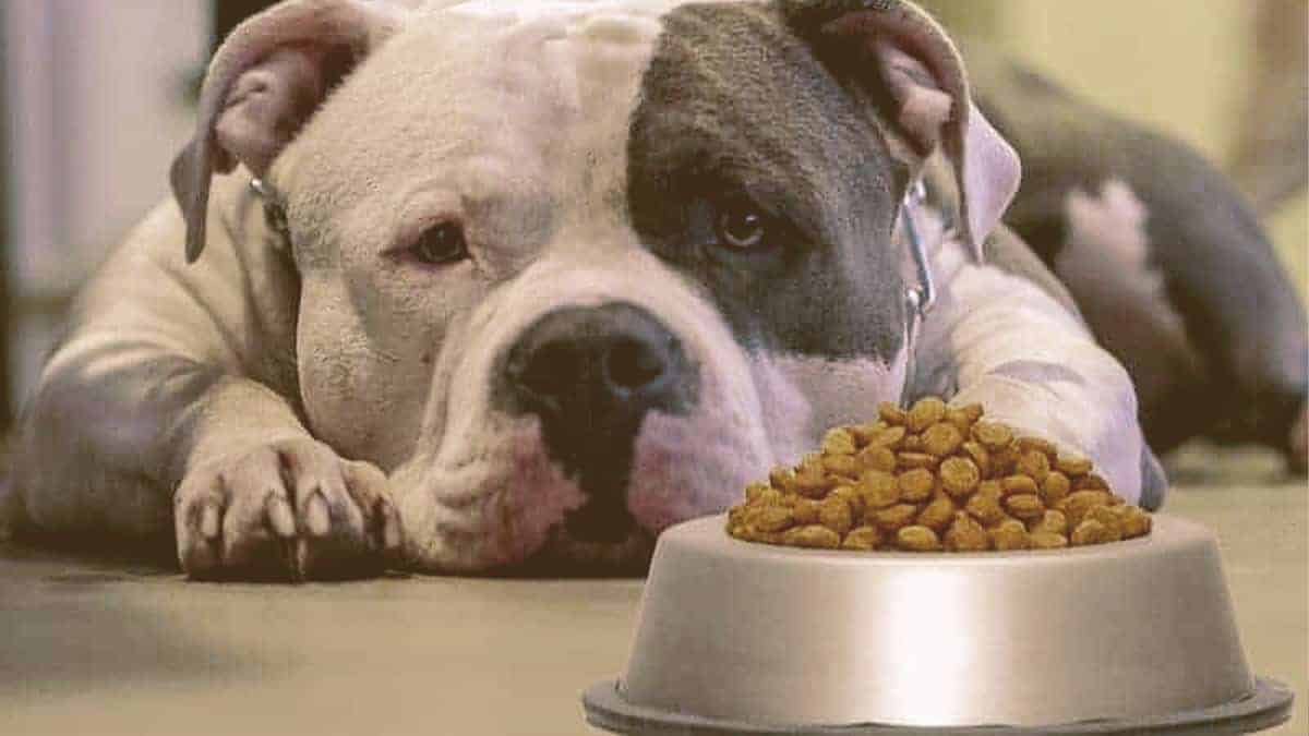 pitbull laying down looking at bowl of food