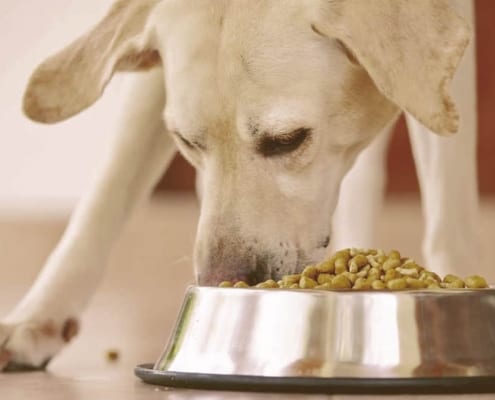 Dog eating from a bowl