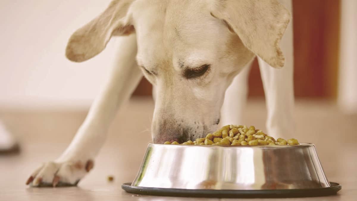 Dog eating from a bowl