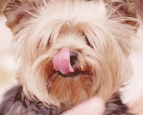 a dog with the tongue out