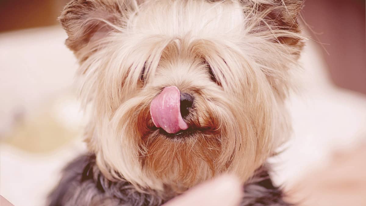 a dog with the tongue out