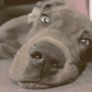 Great Dane lying down with a funny face