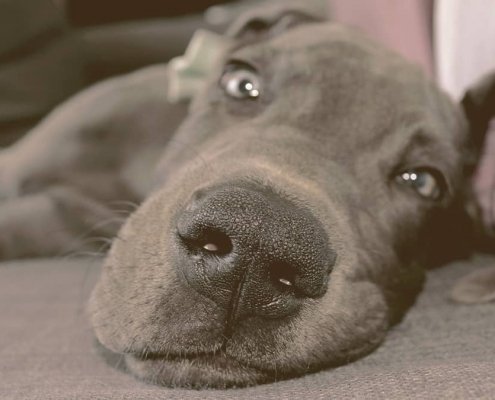 Great Dane lying down with a funny face