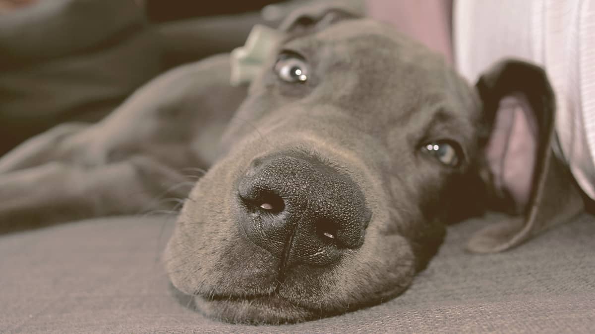 Great Dane lying down with a funny face