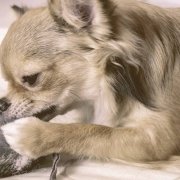 Small dog chewing a small pillow