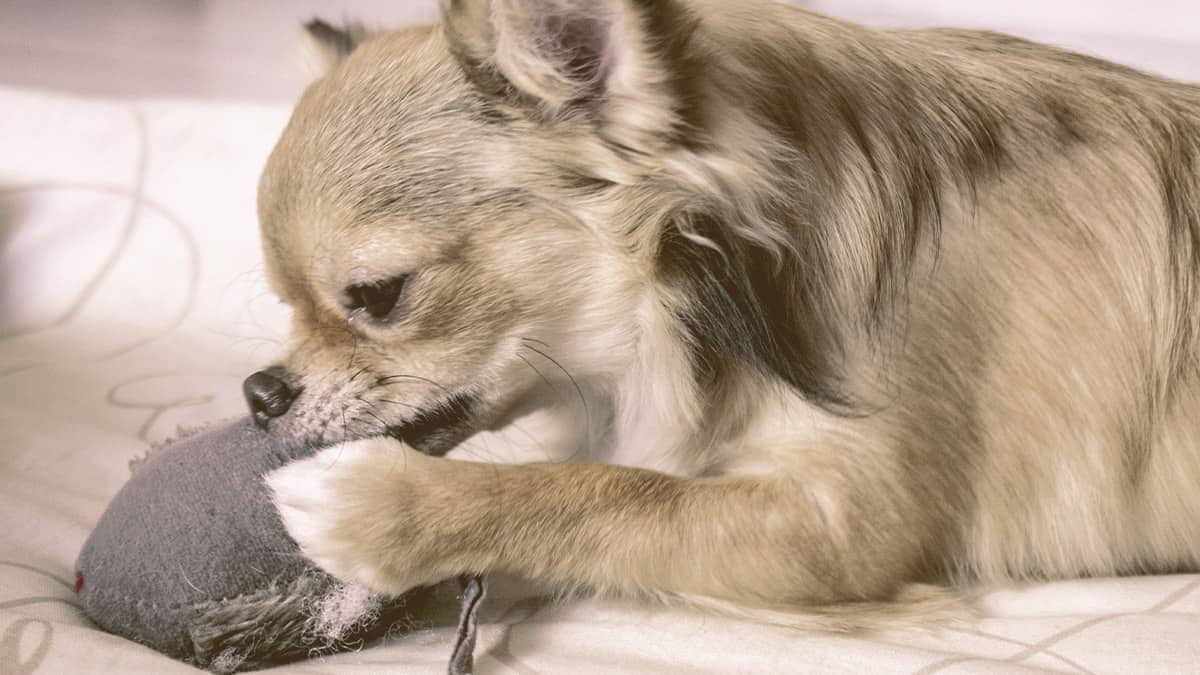 Small dog chewing a small pillow