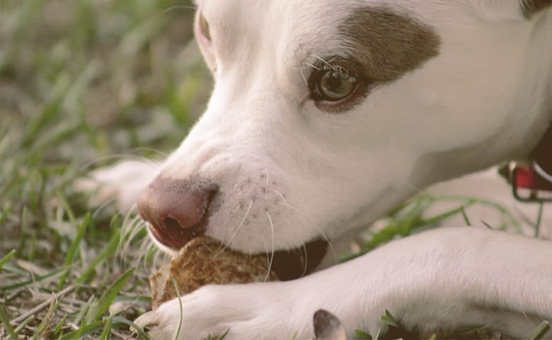 A dog chewing something