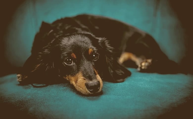 A dog laying down on looking with sick eyes