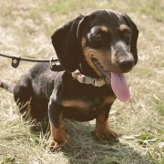 A Dachshund dog with the tongue out on a leash