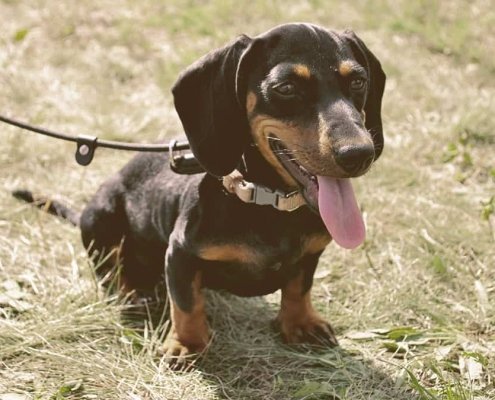 A Dachshund dog with the tongue out on a leash