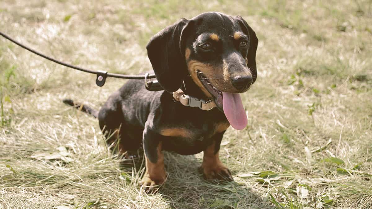 A Dachshund dog with the tongue out on a leash