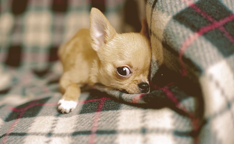 Chihuahua Puppy hiding behind a blanket