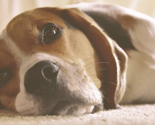 Google dog looking sad laying on the ground