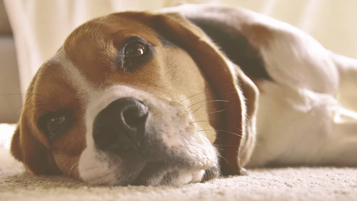Google dog looking sad laying on the ground