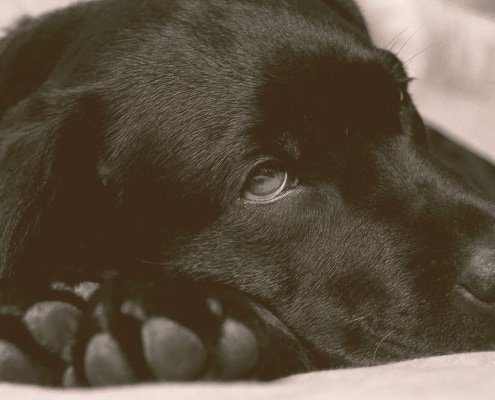 Labrador dog laying dog looking sick