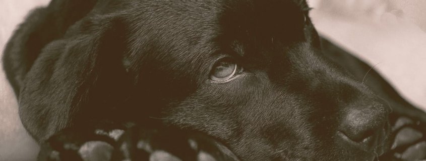 Labrador dog laying dog looking sick