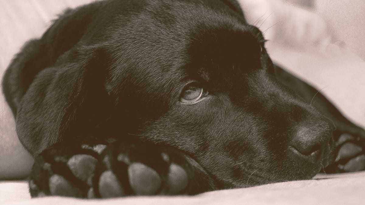 Labrador dog laying dog looking sick