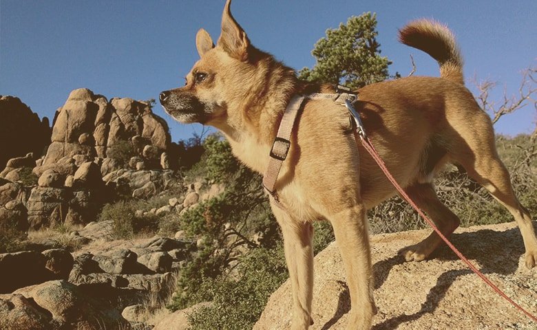 Dog on top of a rock