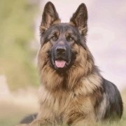 German Shepherd looking with attention