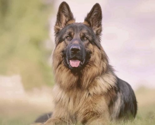 German Shepherd looking with attention