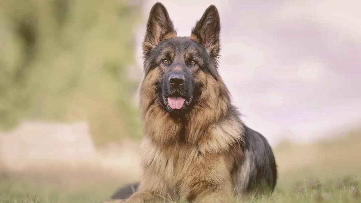 German Shepherd looking with attention