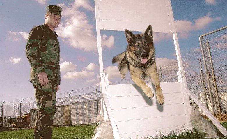 German Shepherd Dog jumping an obstacle with a military next to win