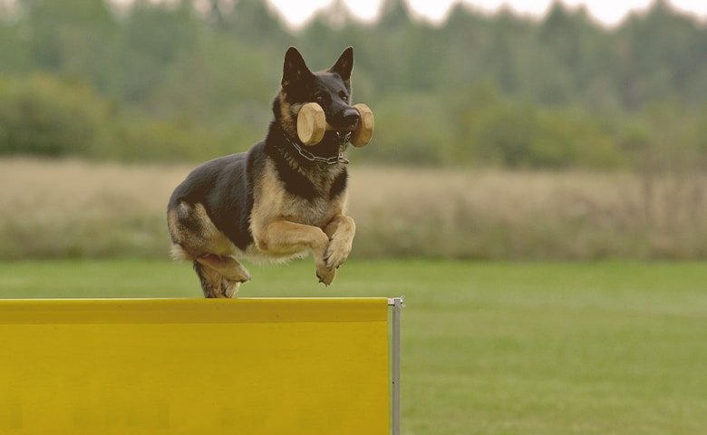 German Shepherd Dog jumping an obstacle