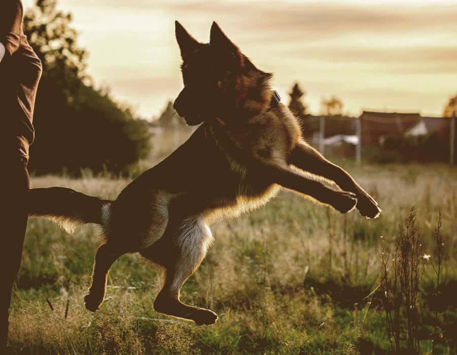 German Shepherd Dog jumping high